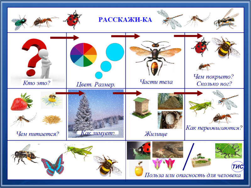 Схема описания насекомых для дошкольников